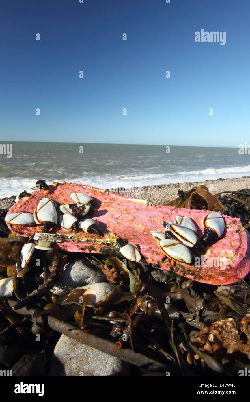 L'Oie commune (Lepas anatifera balane) adultes groupe attache à flipflop échoués sur beach plage de Chesil Dorset Angleterre Banque D'Images