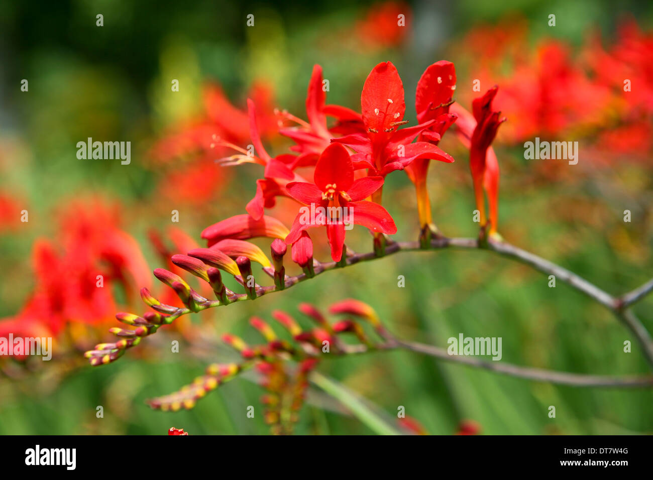 Crocosmia 'Lucifer' / montbretia Banque D'Images