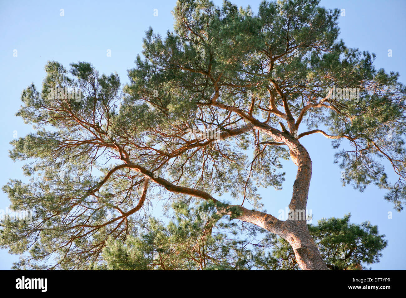 Pinus sylvestris / Scot's pine Banque D'Images