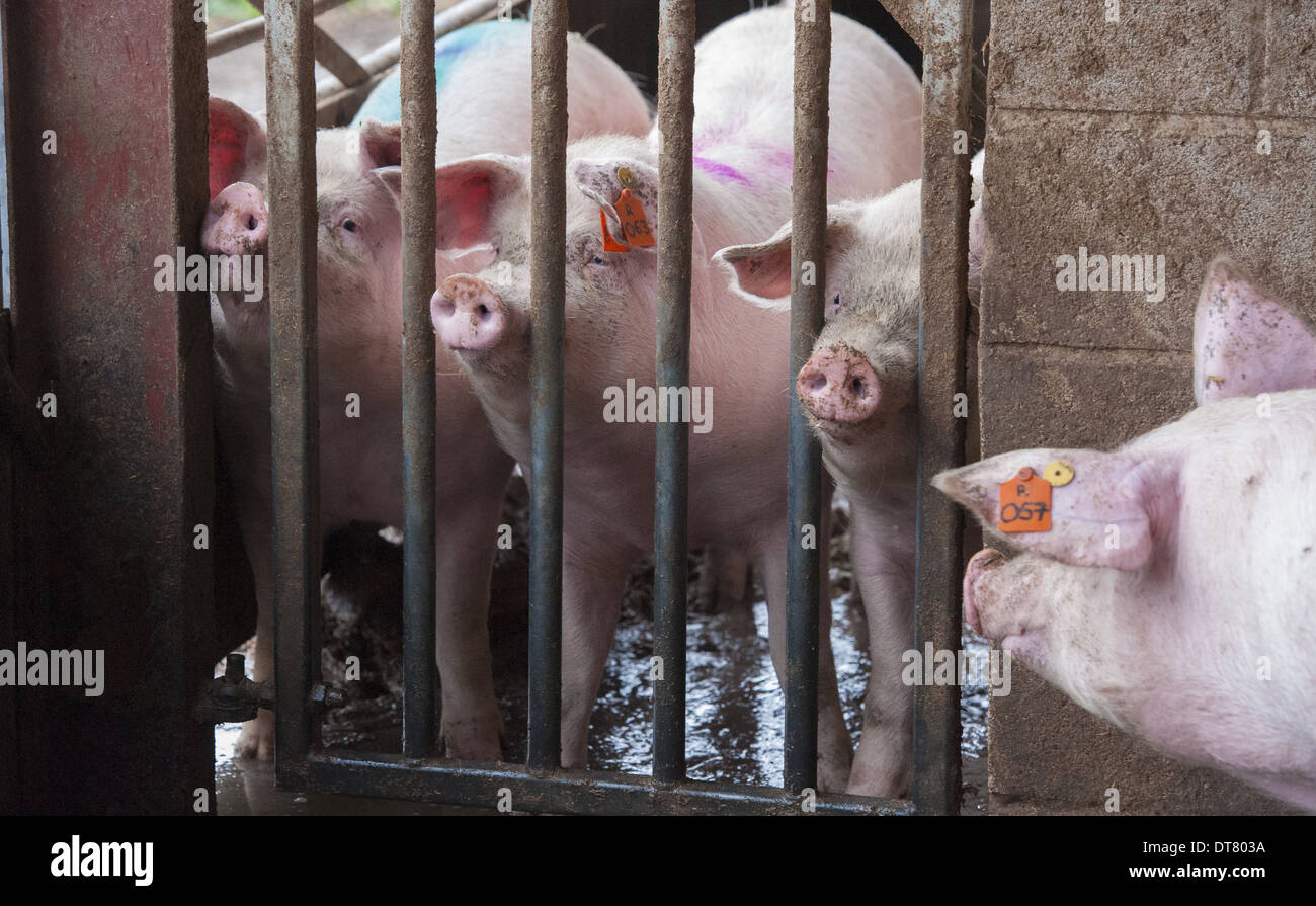 L'élevage de porcs, les cochettes en service pen, Yorkshire, Angleterre, octobre Banque D'Images