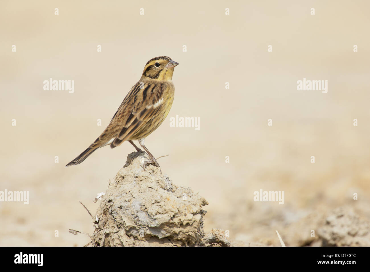 Yellow-breasted Bunting (Emberiza aureola) femelle adulte, plumage d'hiver, debout sur motte de terre, Hong Kong, Chine, Novembre Banque D'Images