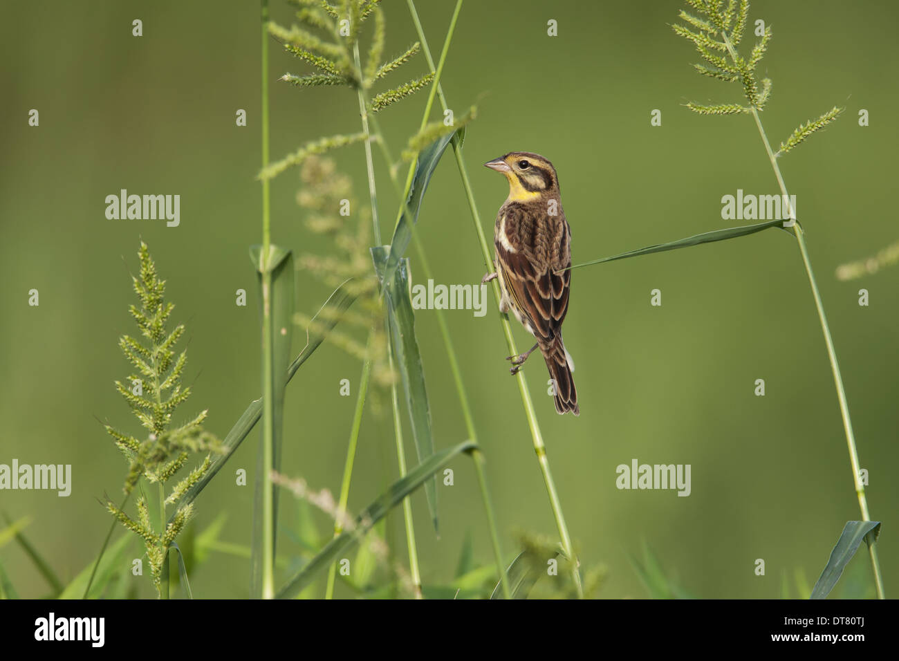 Yellow-breasted Bunting (Emberiza aureola) mâle adulte, plumage d'hiver perché sur tige d'herbe longue vallée Nouveaux Territoires Hong Banque D'Images