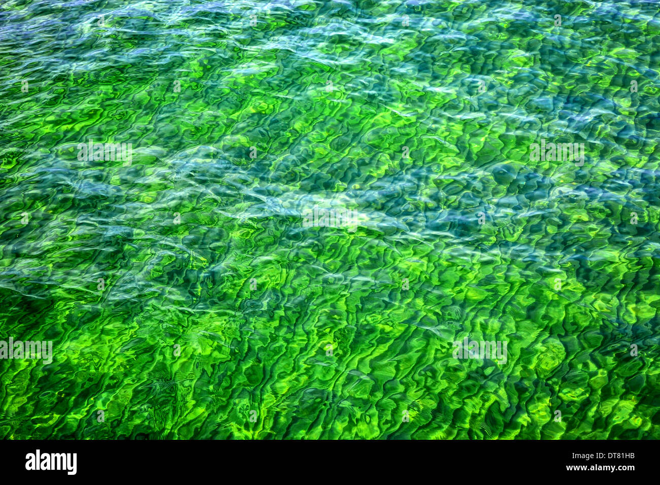 Une mer de verdure délicatement de l'eau ondulante. Banque D'Images