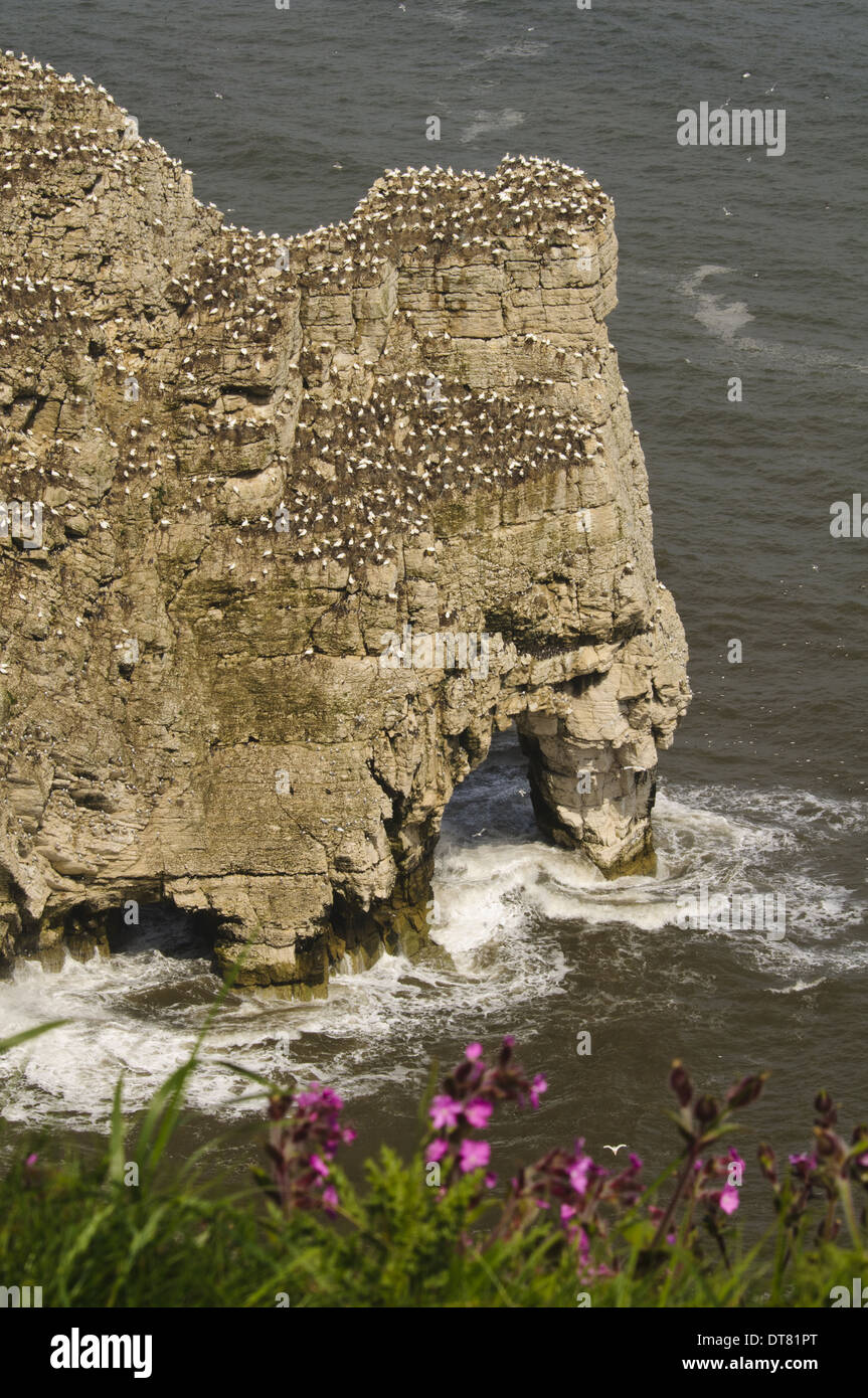 Fou de Bassan (Morus bassanus) colonie nichant sur les falaises au-dessus de la mer Rouge avec arch (Silene dioica) en floraison Banque D'Images