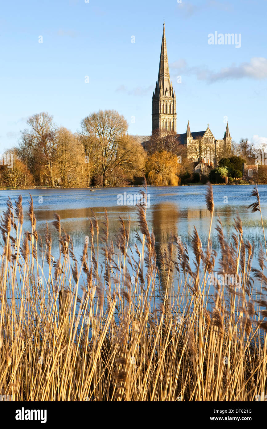 Salisbury, Wiltshire, Royaume-Uni. Feb 11, 2014. La cathédrale de Salisbury vue sur l'eau d'inondation de la rivière Avon au cours d'une période ensoleillée entre continuer un temps orageux. Credit : Ken Leslie/Alamy Live News Banque D'Images