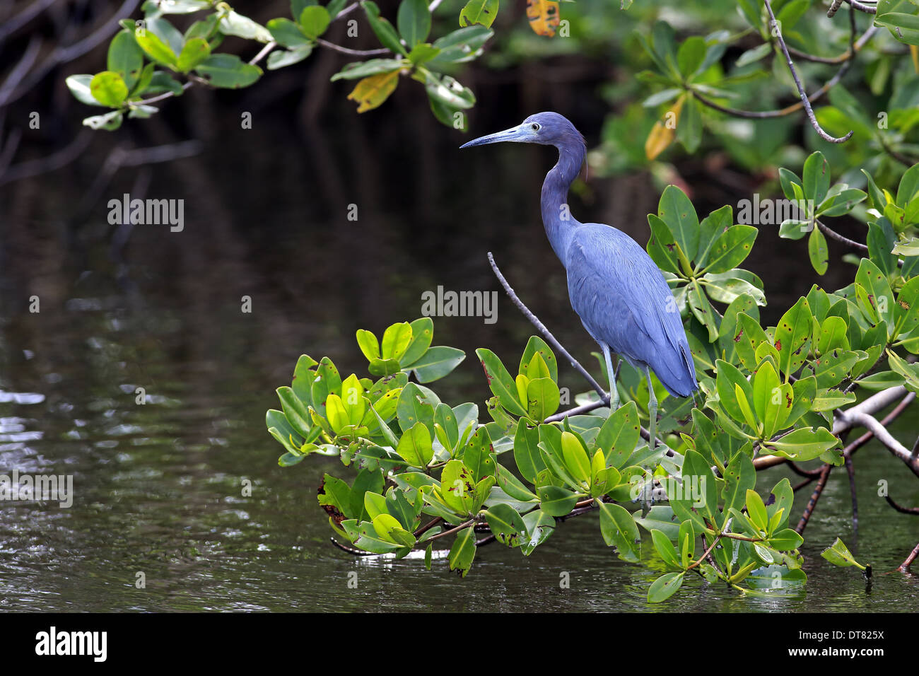Little Blue Heron (Egretta caerulea) permanent de la direction générale des adultes de la mangrove sur l'eau Venise Rookery Venise Floride États-unis Mars Banque D'Images