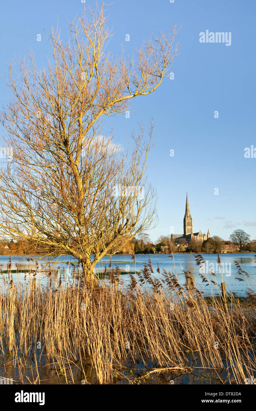 Salisbury, Wiltshire, Royaume-Uni. Feb 11, 2014. La cathédrale de Salisbury vue sur l'eau d'inondation de la rivière Avon au cours d'une période ensoleillée entre continuer un temps orageux. Credit : Ken Leslie/Alamy Live News Banque D'Images