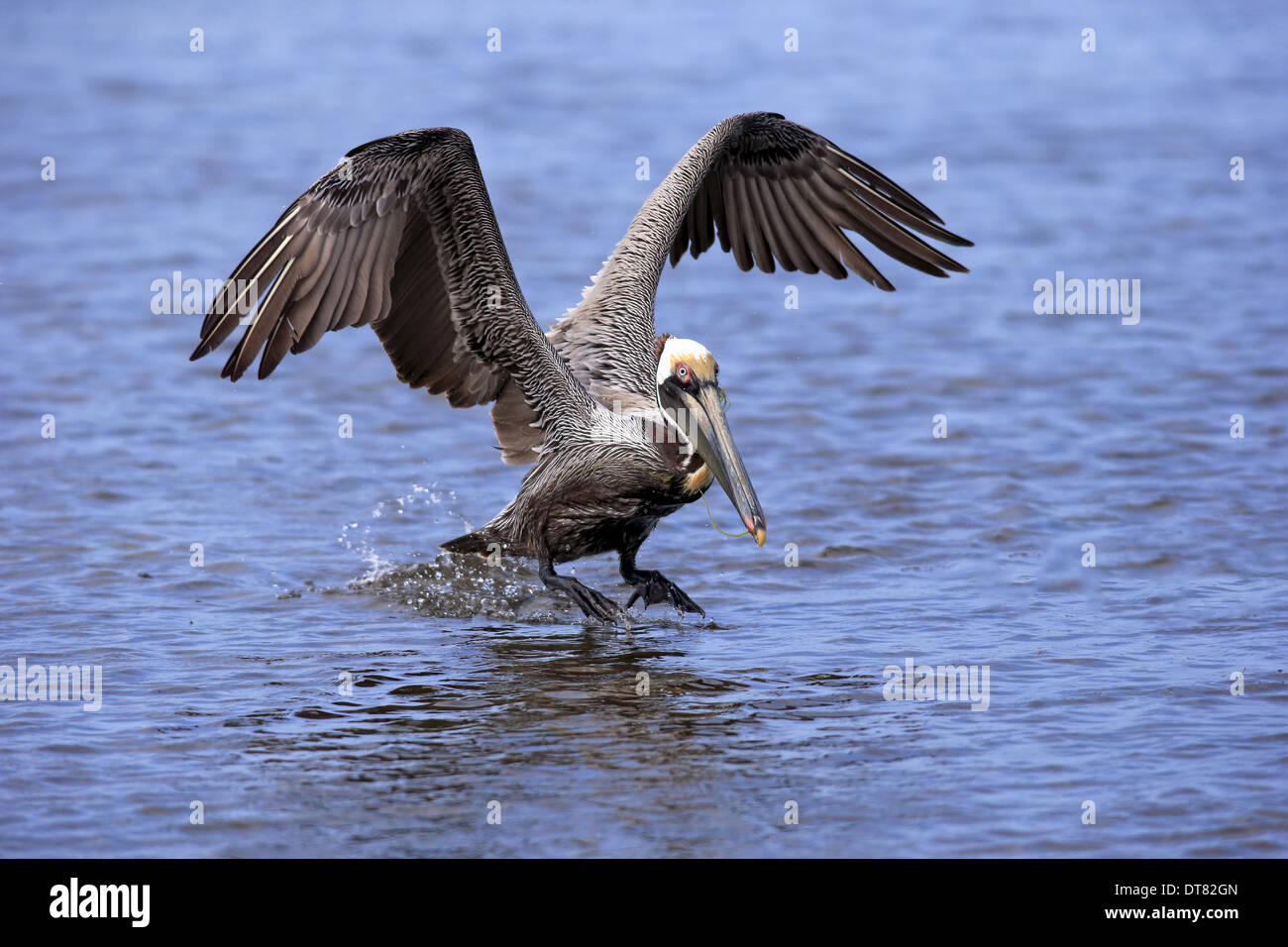 Pélican brun (Pelecanus occidentalis) adulte en plumage nuptial de l'eau vol décollant de Sanibel Island Florida U.S.A. Banque D'Images