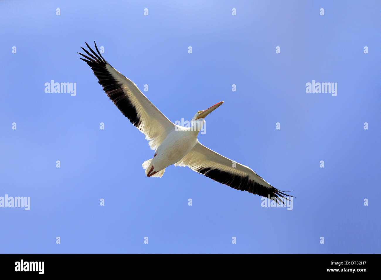 Pélican blanc (Pelecanus erythrorhynchos), adultes en vol, Sanibel Island, Floride, États-Unis, Mars Banque D'Images