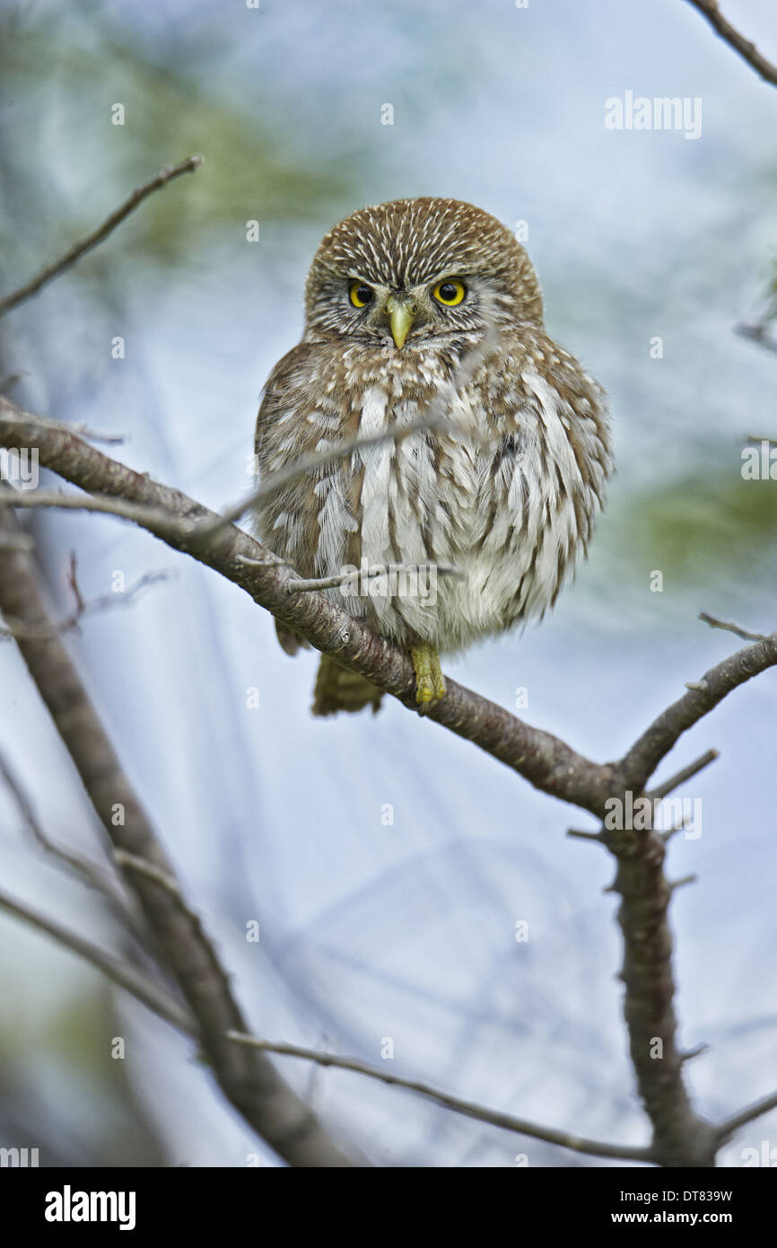 Owl Chevêchettes Austral (Glaucidium nana) adulte, perché sur une branche, Torres del Paine N.P., le sud de la Patagonie, Chili, novembre Banque D'Images