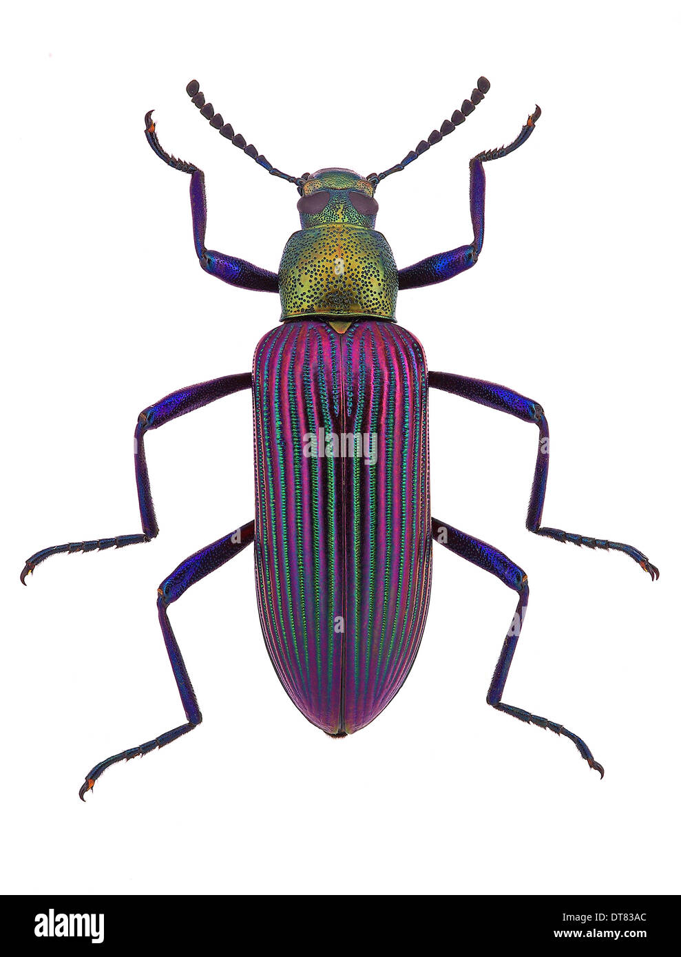 Darkling beetle (couleur) Strongylium cupripenne Tenebrionidae Banque D'Images