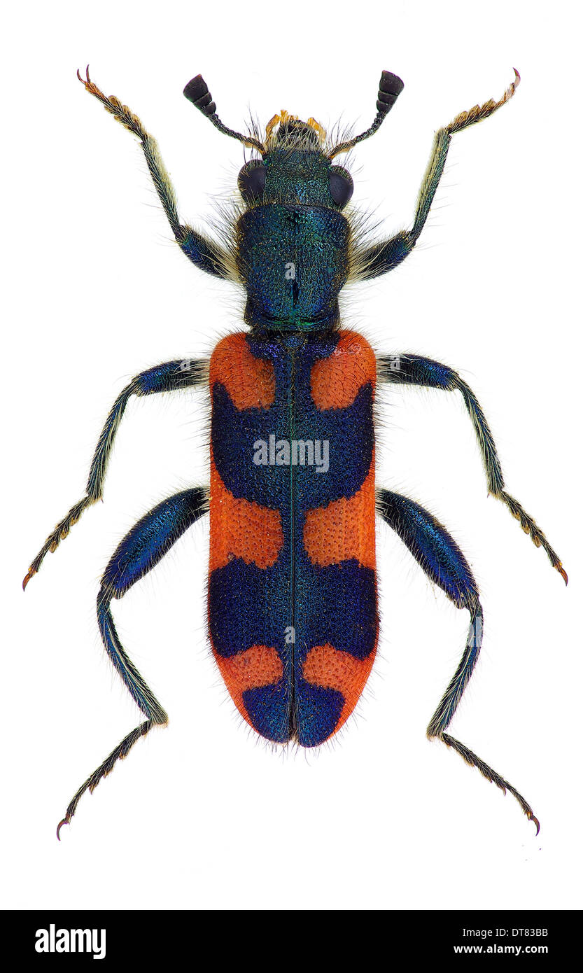 Damier européen beetle Trichodes punctatus Banque D'Images