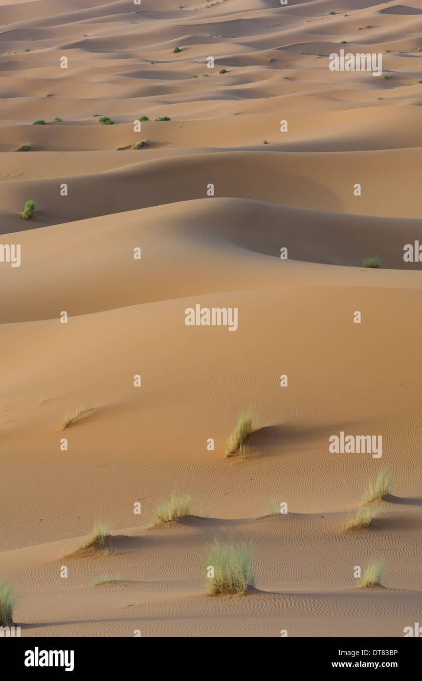 De touffes de végétation bourgeonnant sur dunes du désert du Sahara à l'Erg Chebbi, Merzouga, Maroc Banque D'Images