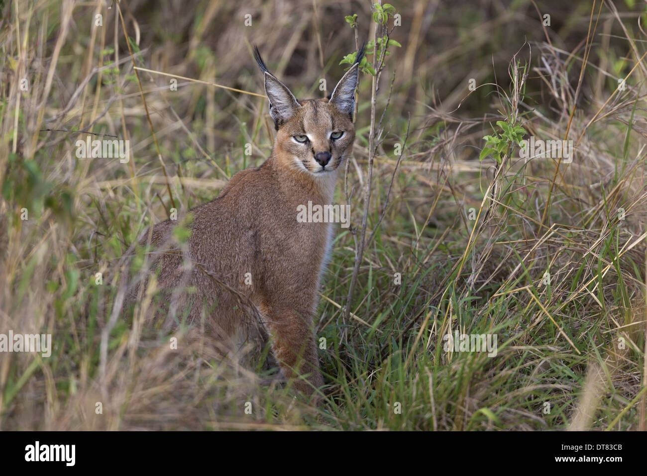 Caracal (Caracal caracal), adultes assis à Savannah, Masai Mara National Reserve, Kenya, Août Banque D'Images