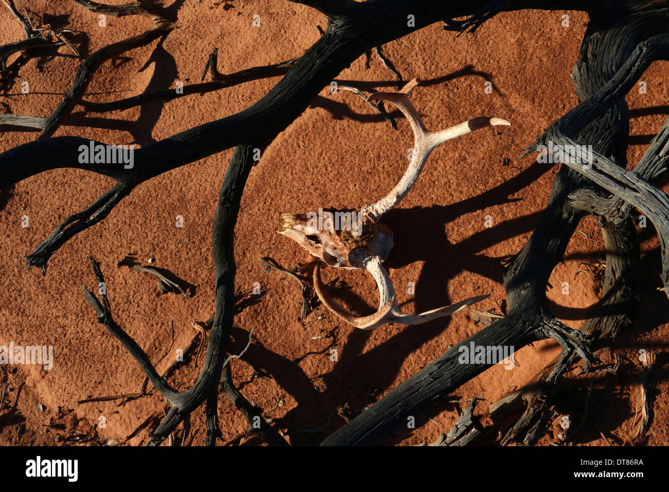 Le cerf mulet et crâne de cerf Utah slickrock slick rock falaise sunset jeu saute brebis du troupeau d'exécution saut mammal Banque D'Images