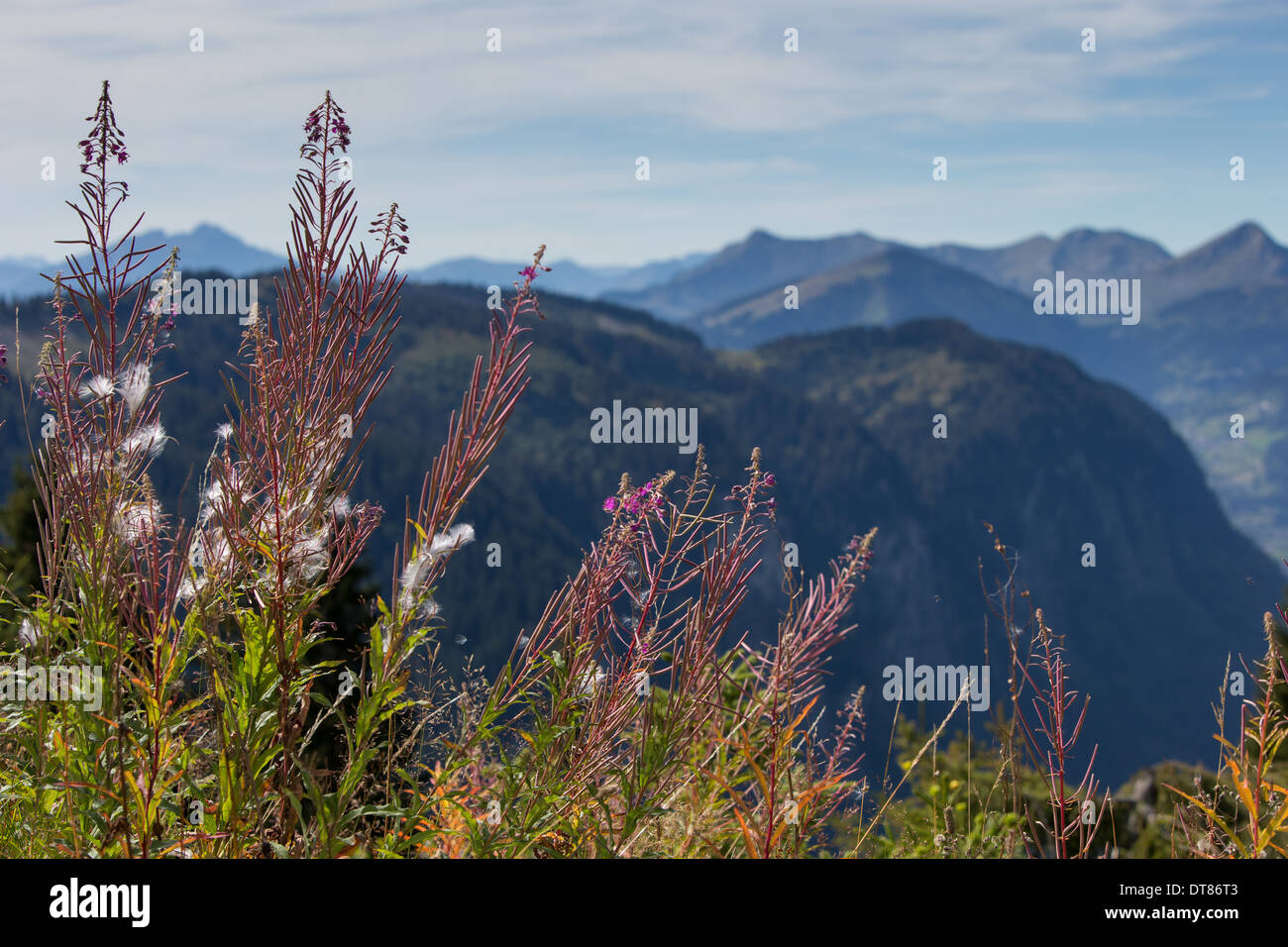 Belles fleurs de montagne avec une vue sur les Alpes en automne Banque D'Images