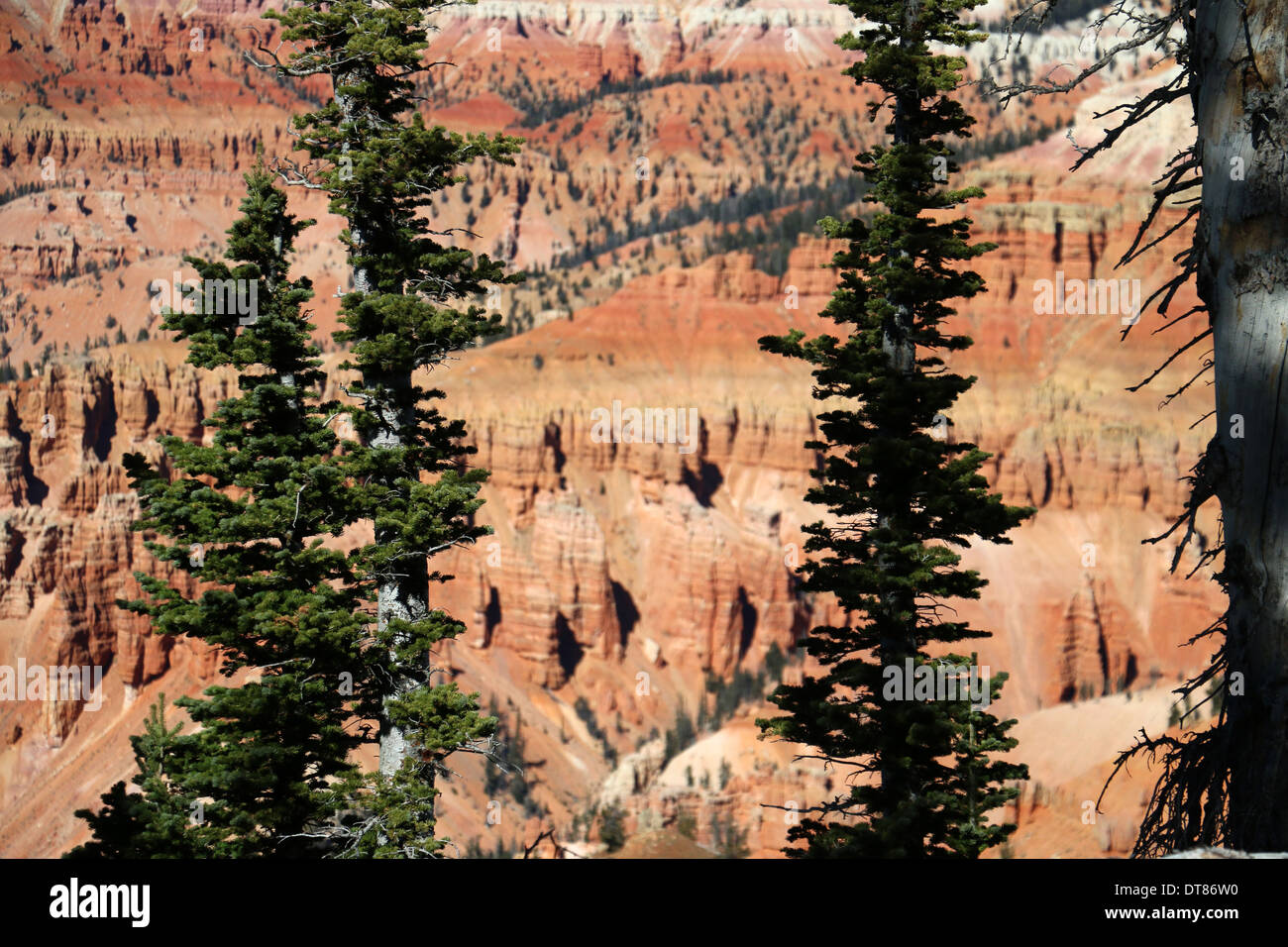 L'épinette d'Engelmann Cedar Breaks National Monument Utah Banque D'Images