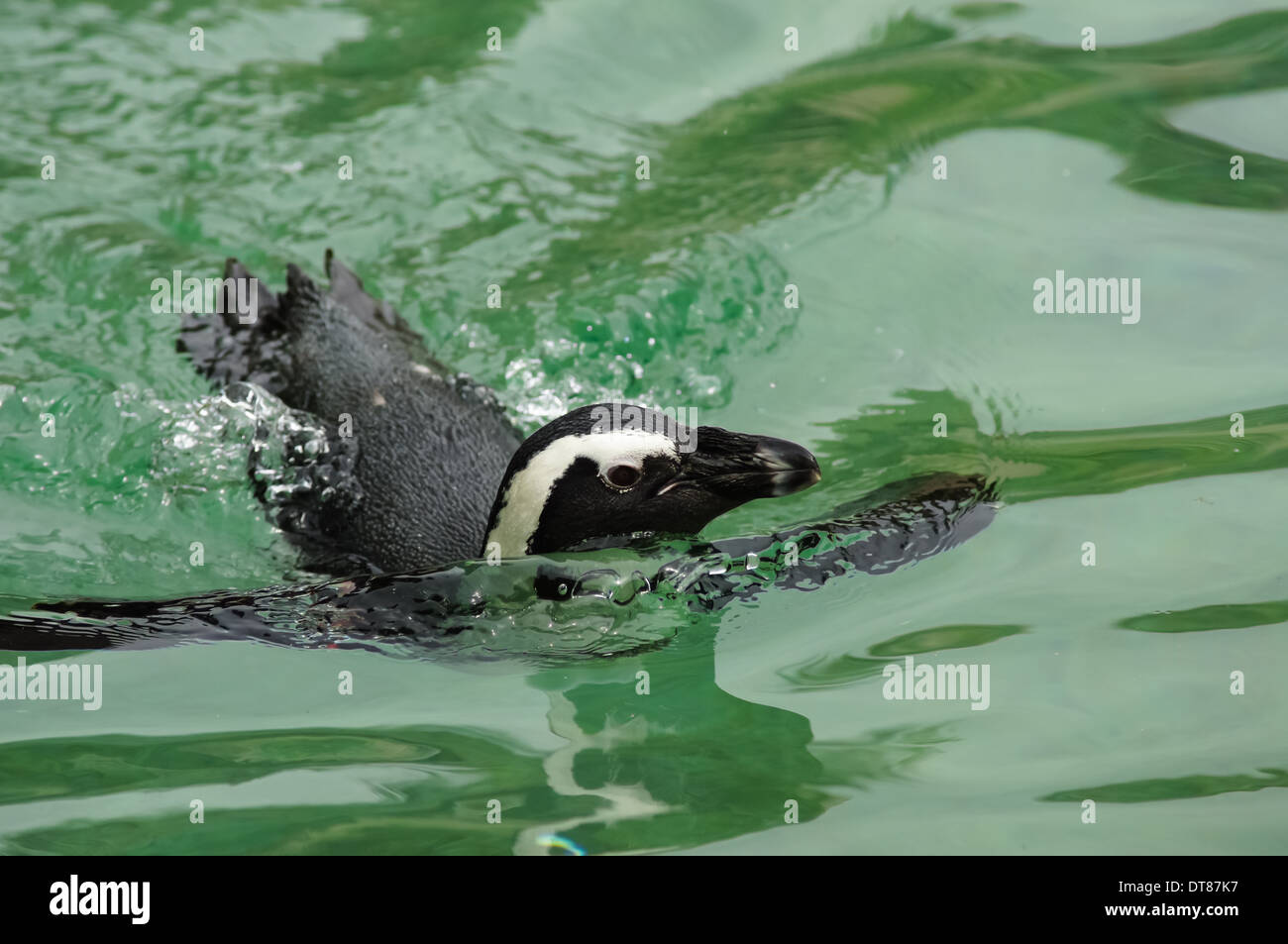 Pingouin africain nageant dans l'eau Banque D'Images