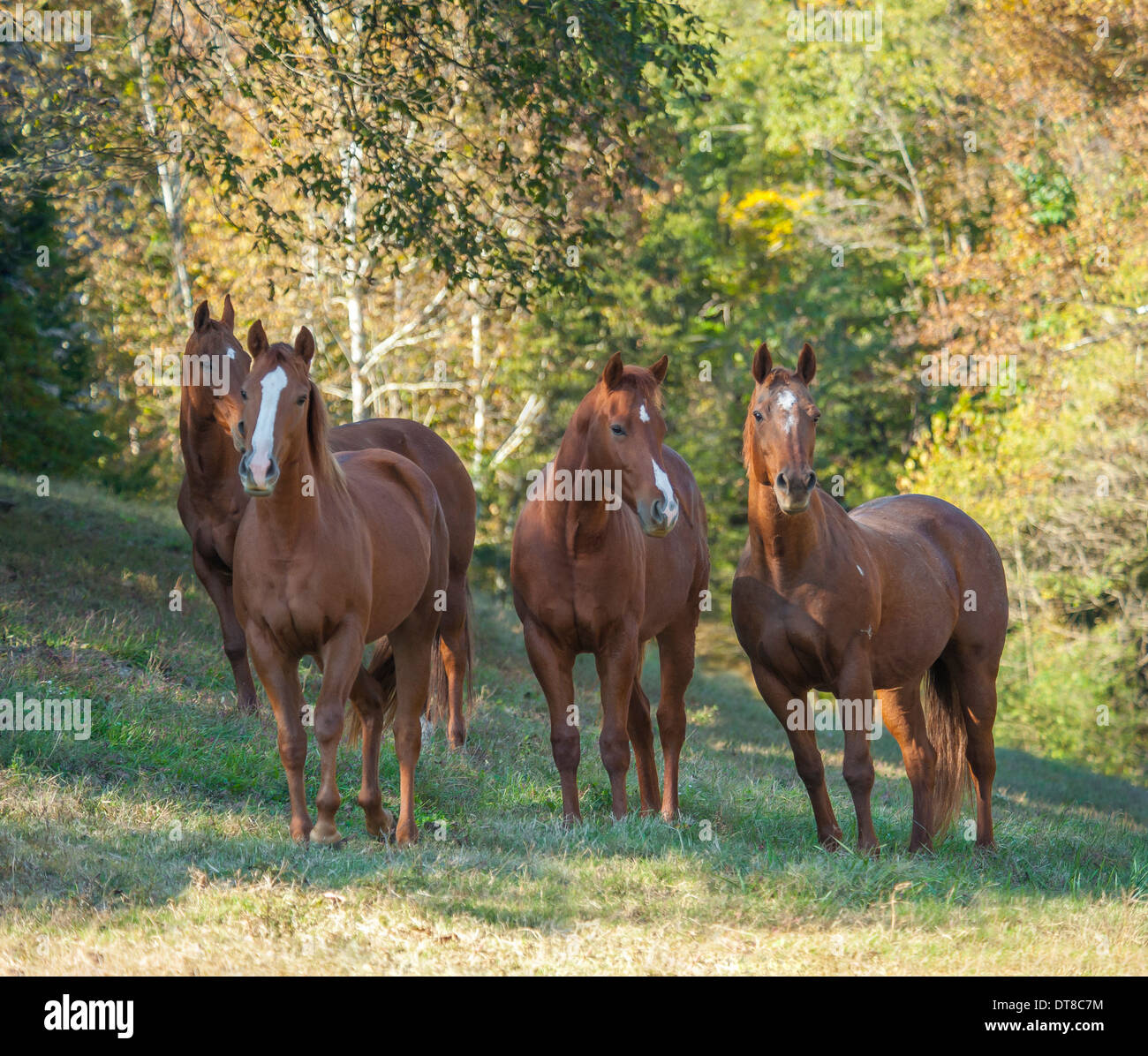 Curieux quatre juments Quarter Horse Banque D'Images