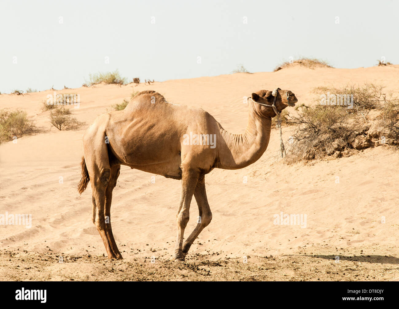 Camel debout sur la dune de sable dans le désert aride, Dubaï, Émirats Arabes Unis Banque D'Images