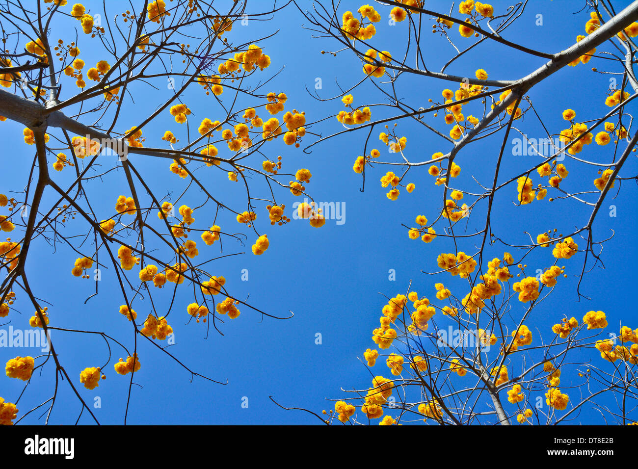 Fleurs de coton de soie jaune et fond de ciel bleu Banque D'Images