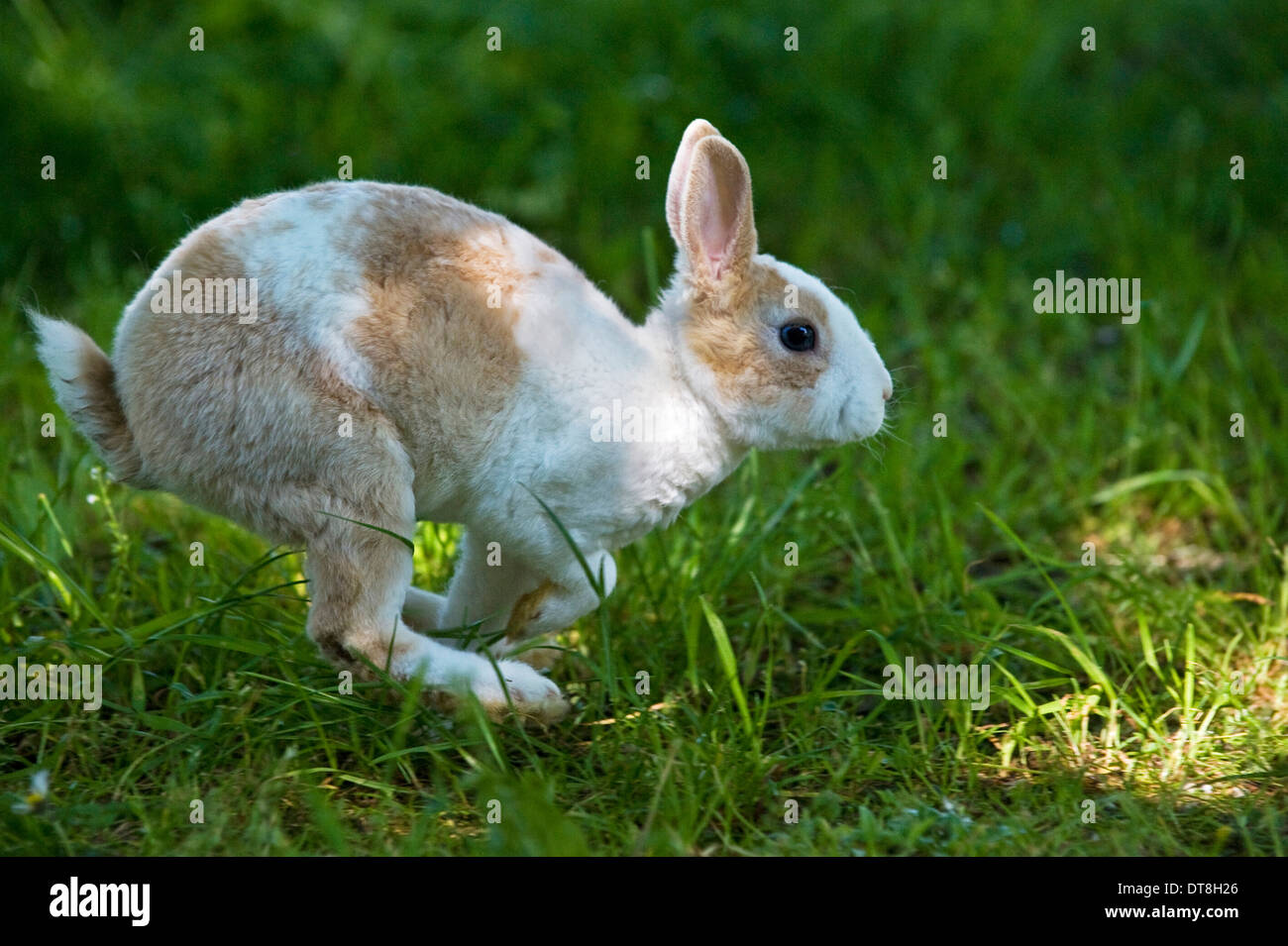 Mini Lapin Rex Jeune (3 mois) s'exécutant sur un pré Banque D'Images