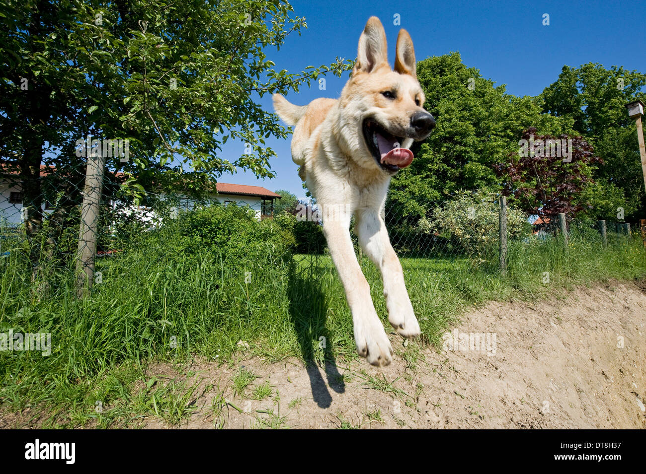 Chien de race mixte homme adulte sautant par dessus une clôture Banque D'Images