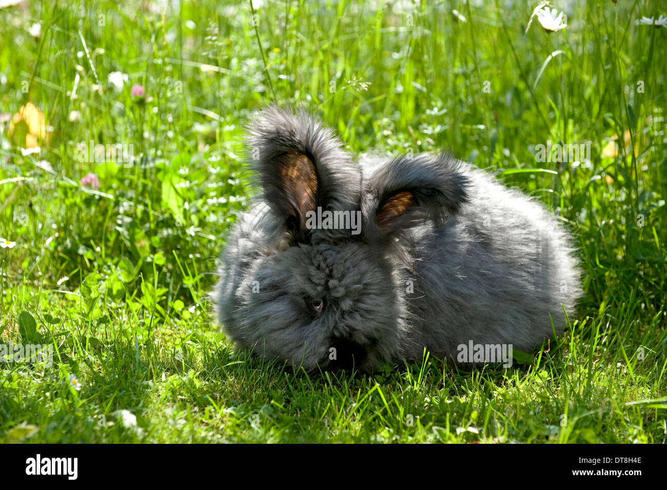 Lapin Angora noir mâle adultes sur un pré Banque D'Images