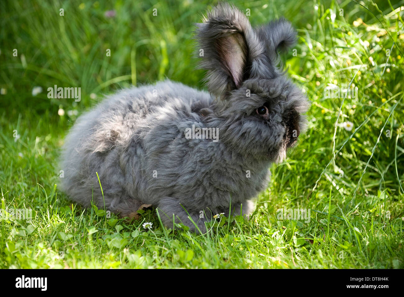 Lapin Angora noir mâle adultes sur un pré Banque D'Images