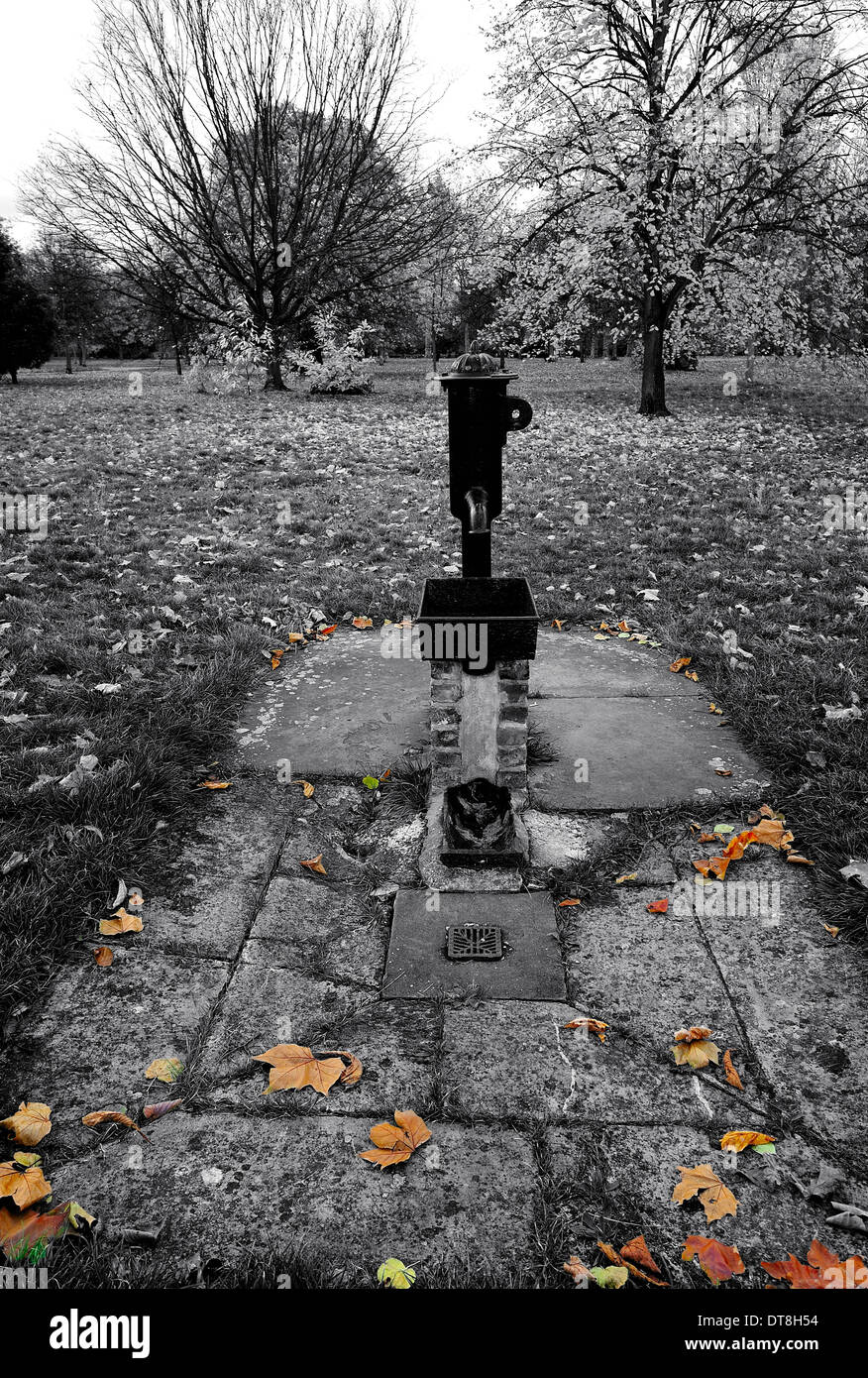 De jolies feuilles autour d'un puits d'eau dans un environnement noir et blanc. Banque D'Images