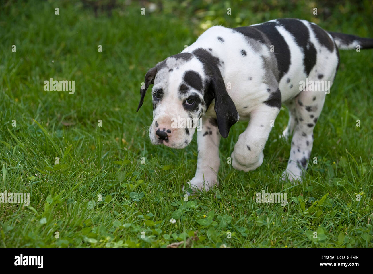 Dogue allemand arlequin Banque de photographies et d’images à haute ...