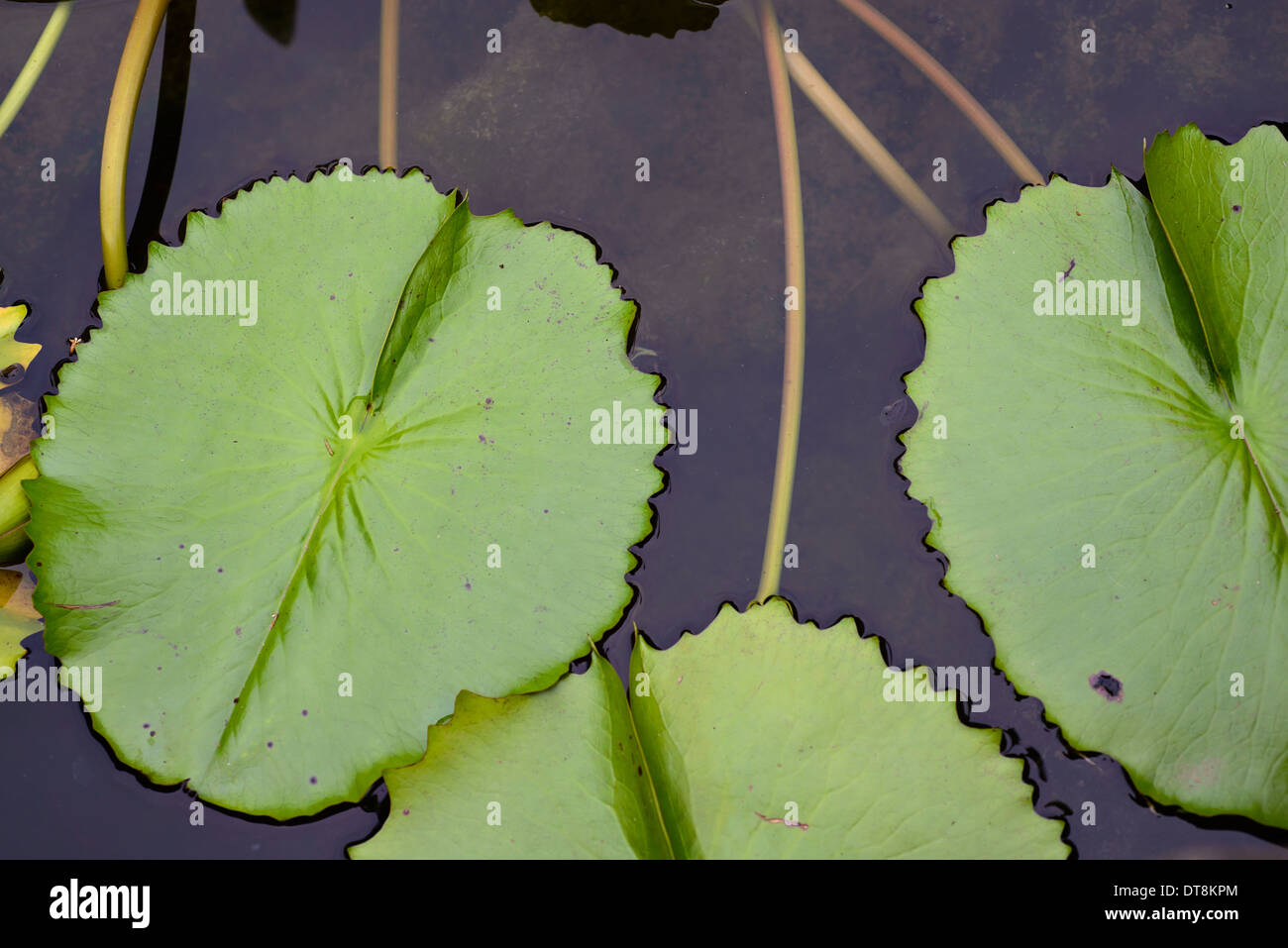Les feuilles de lotus, ronde nature plante background Banque D'Images