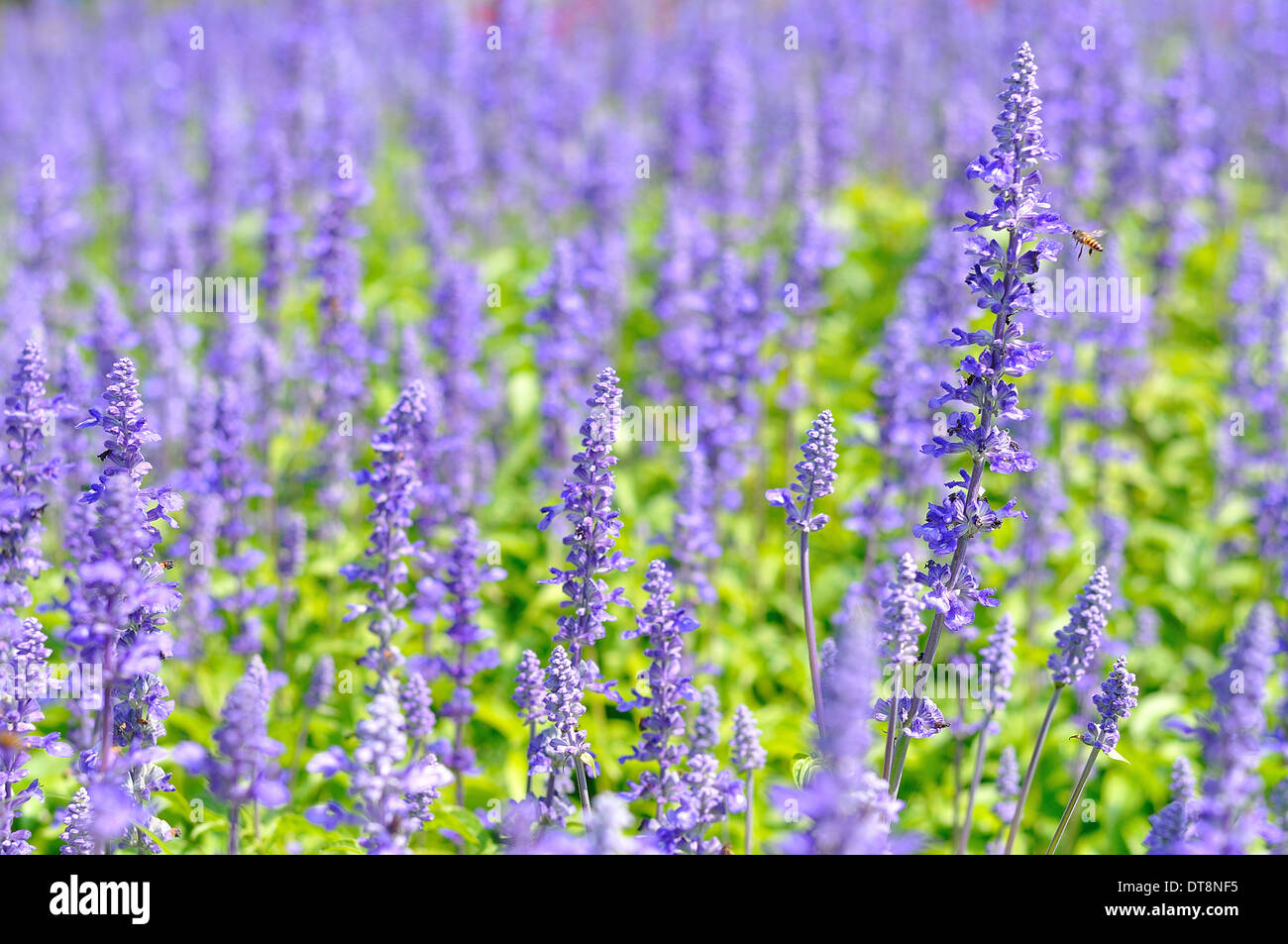 Fleur violette en pelouse pour le fond Photo Stock - Alamy