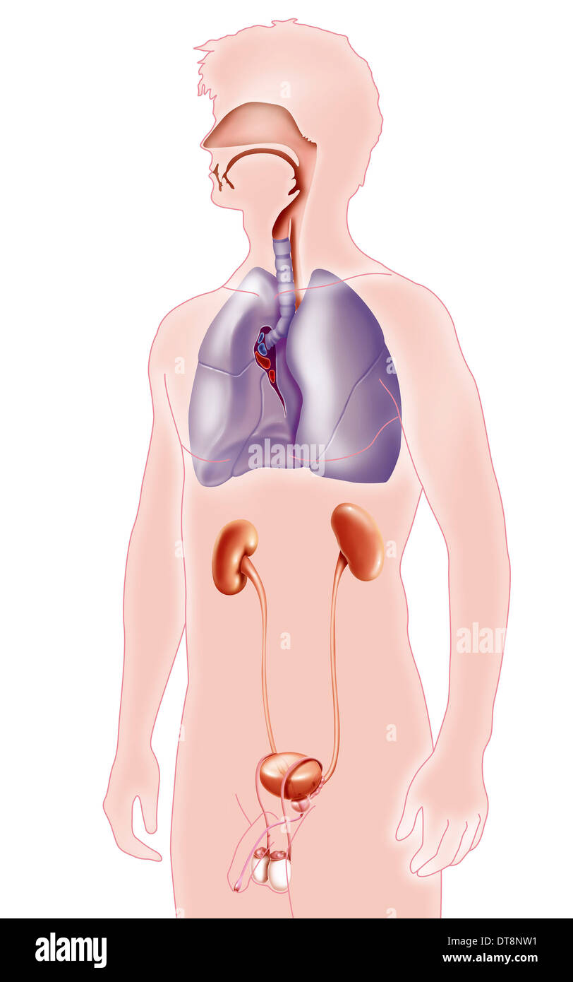 ANATOMIE Banque D'Images