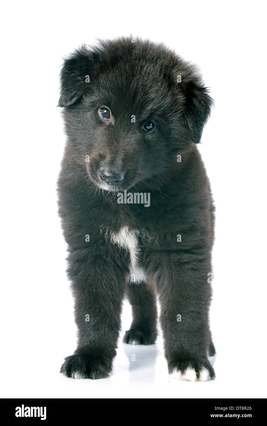 Photo D Un Chiot Berger Belge Groenendael Photo Stock Alamy