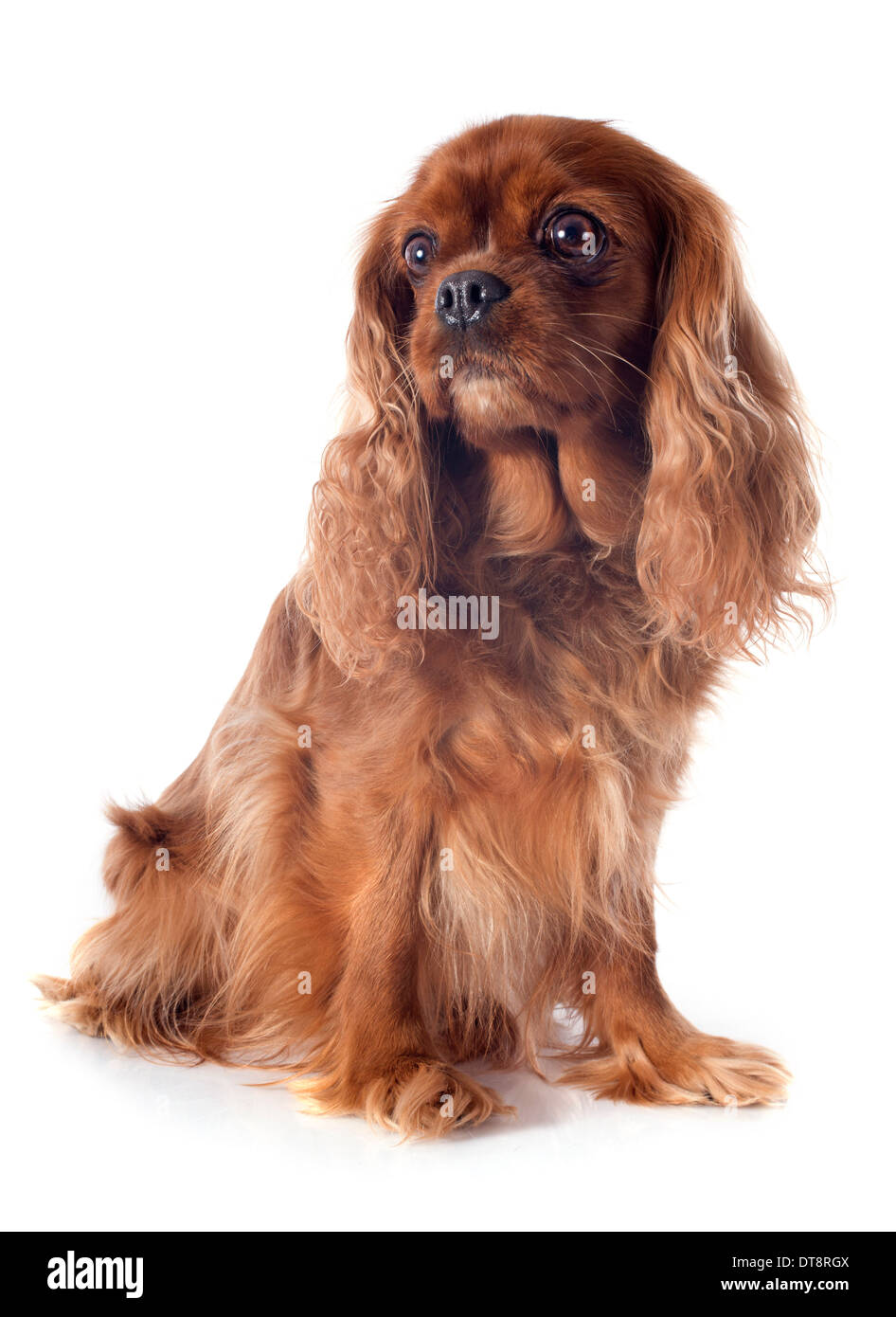Cavalier King Charles in front of white background Banque D'Images
