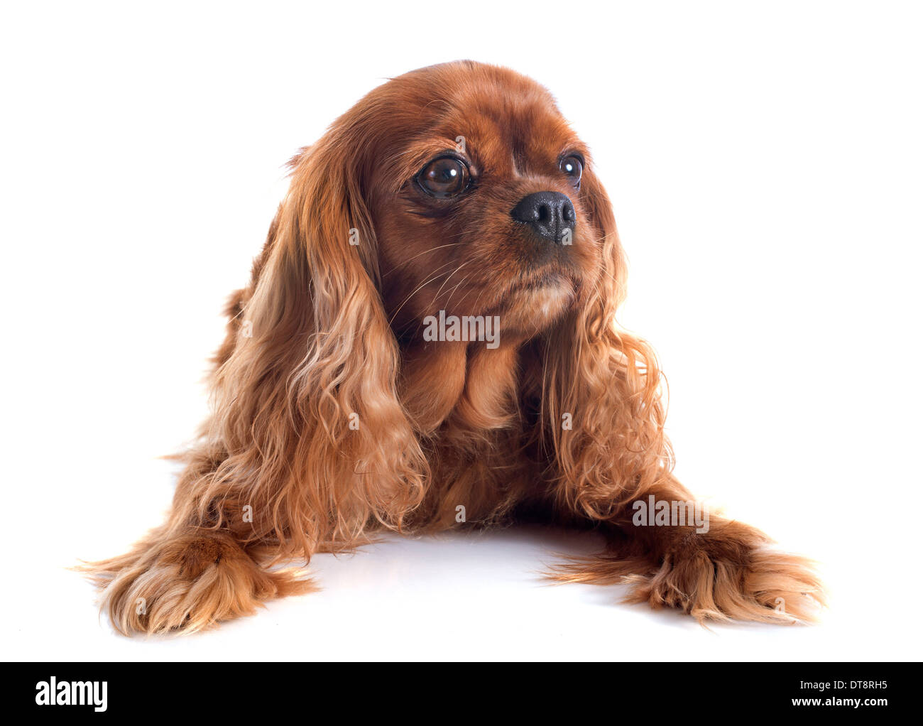 Cavalier King Charles in front of white background Banque D'Images