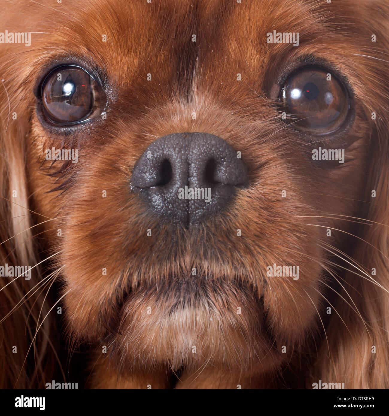 Cavalier King Charles in front of white background Banque D'Images