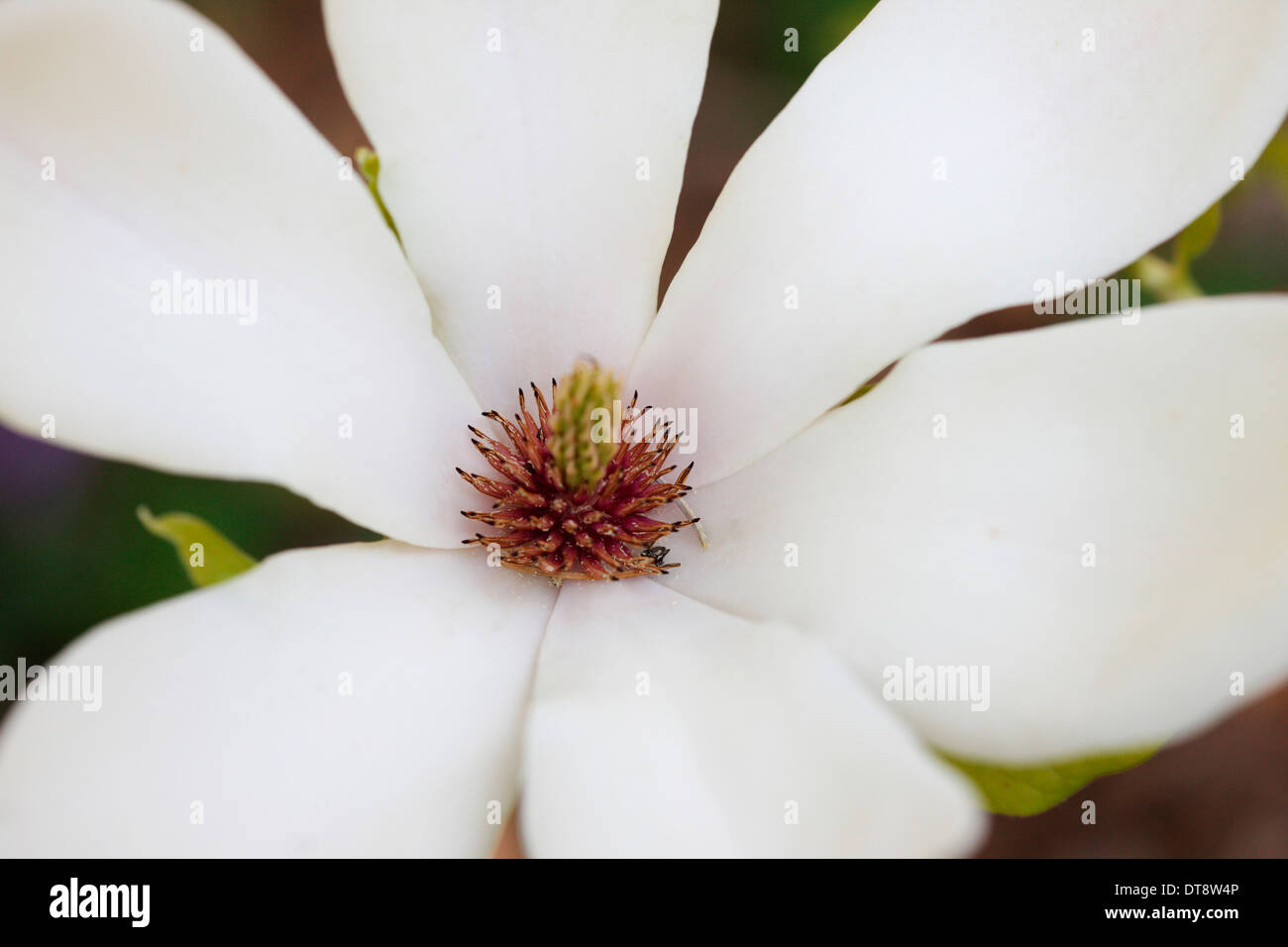 Belle fleur de magnolia ouvert blanc avec du pollen Jane Ann Butler Photography JABP1146 Banque D'Images