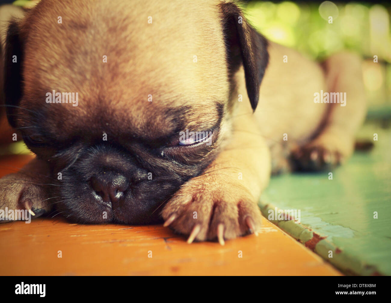 Le PUG chiots dormir sur une table. Banque D'Images