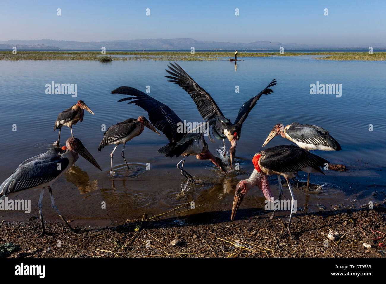 Les cigognes (crumeniferus Marabou flamant rose (Phoenicopterus ruber), le lac de Hawassa, Éthiopie, Hawassa Banque D'Images