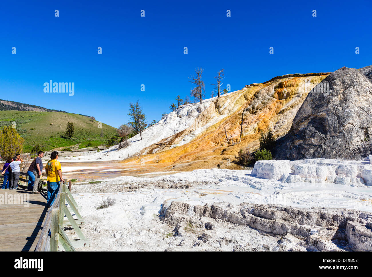 Les touristes l'affichage des terrasses en travertin au printemps la palette, Mammoth Hot Springs, Parc National de Yellowstone, Wyoming, USA Banque D'Images