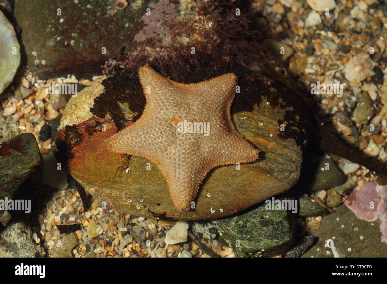 Asterina gibbosa coussin , star , dans rockpool, Mounts Bay Cornwall UK Novembre Banque D'Images