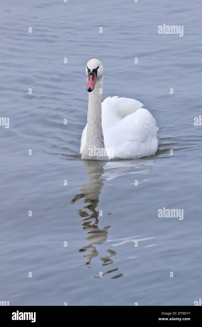 White Swan Cygnus olor Mute ou avec une réflexion sur Matin brumeux Banque D'Images