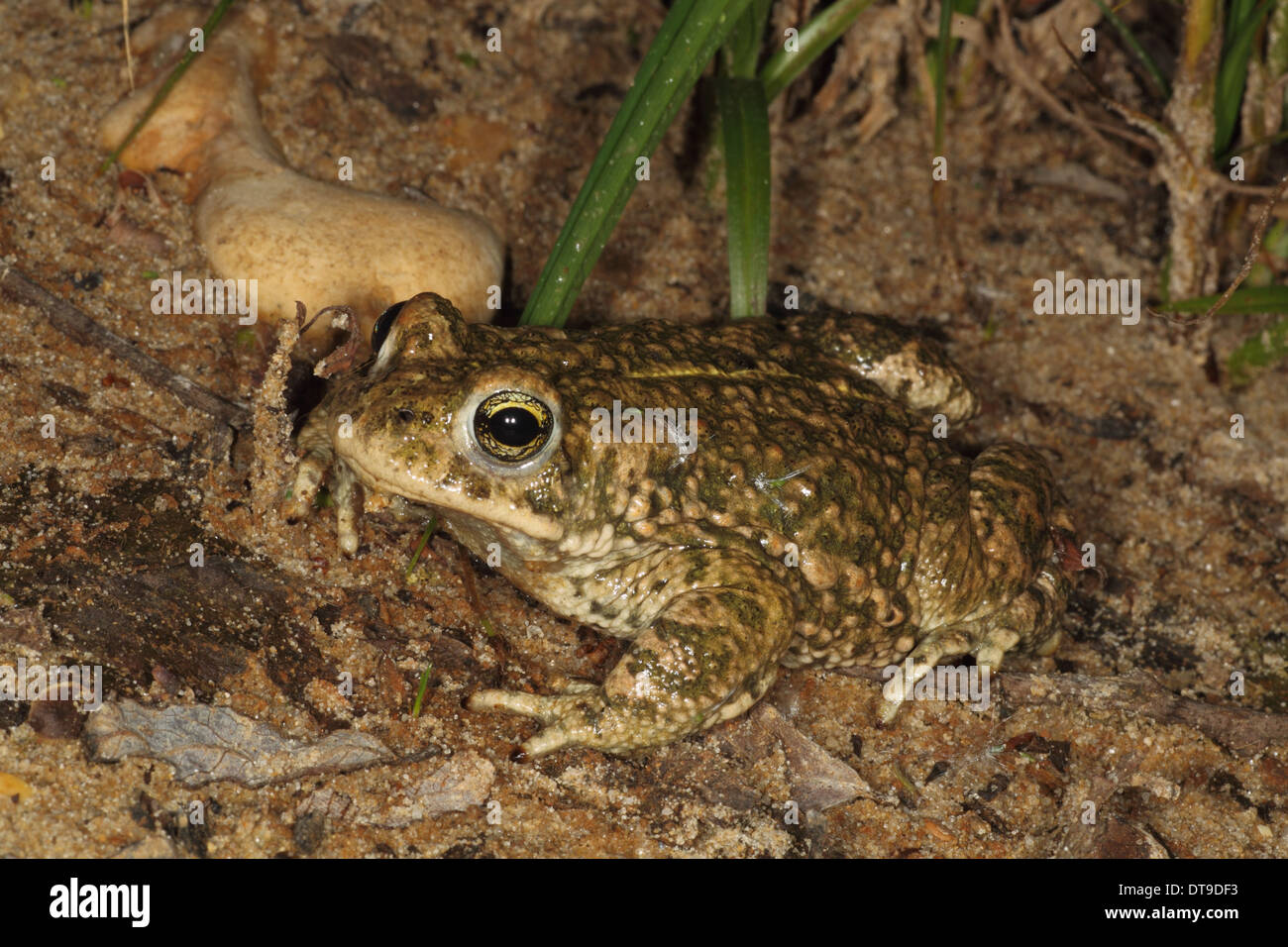 Crapaud calamite (Epidalea calamita) Dorset UK Juin, Banque D'Images