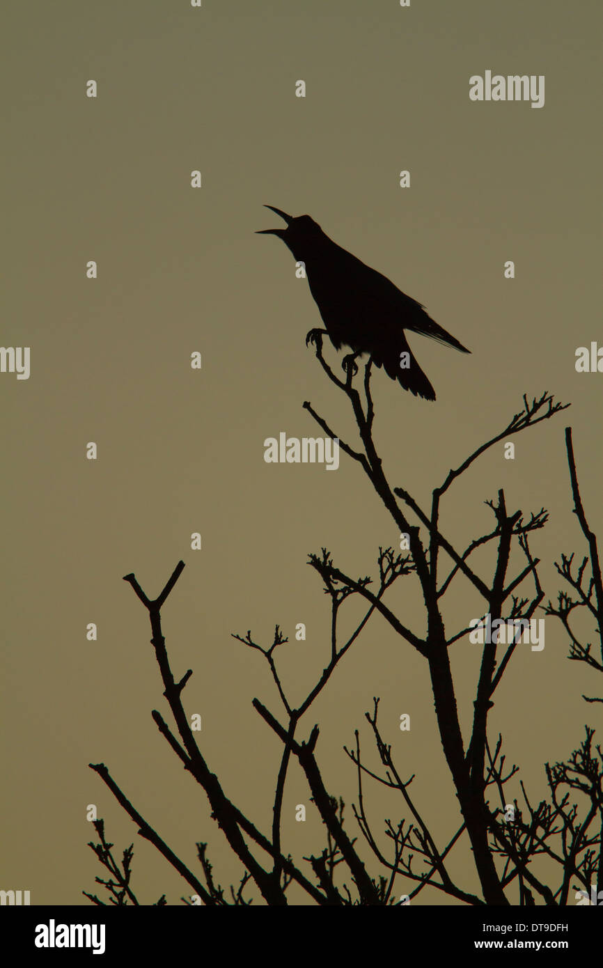 Corbeau freux (corvus frugilegus), adulte, tout en appelant à l'aube de l'arbre perché dans, Slimbridge, Gloucestershire, Angleterre, Décembre Banque D'Images