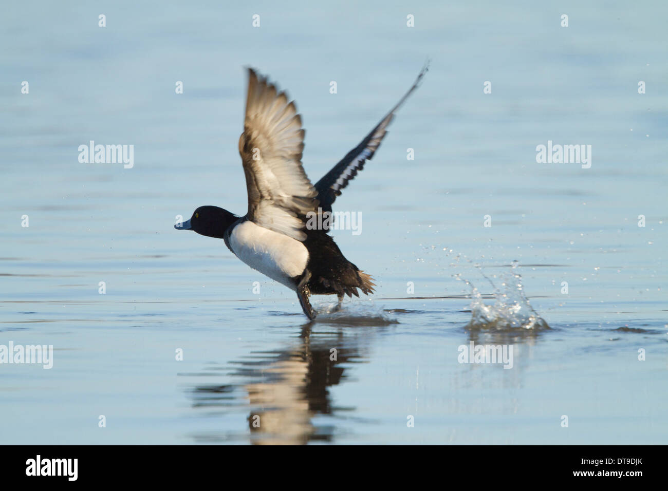 Fuligule morillon (Aythya fuligula), mâle adulte, décoller de l'eau, Slimbridge, Gloucestershire, Angleterre, Décembre Banque D'Images