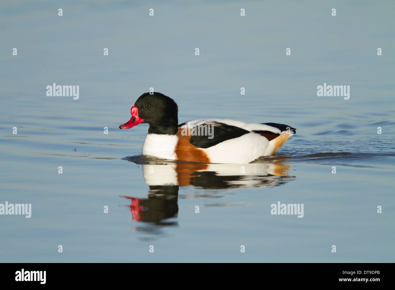 Tadorne Casarca Tadorna tadorna), (mâle adulte, natation sur l'eau, Slimbridge, Gloucestershire, Angleterre, Décembre Banque D'Images