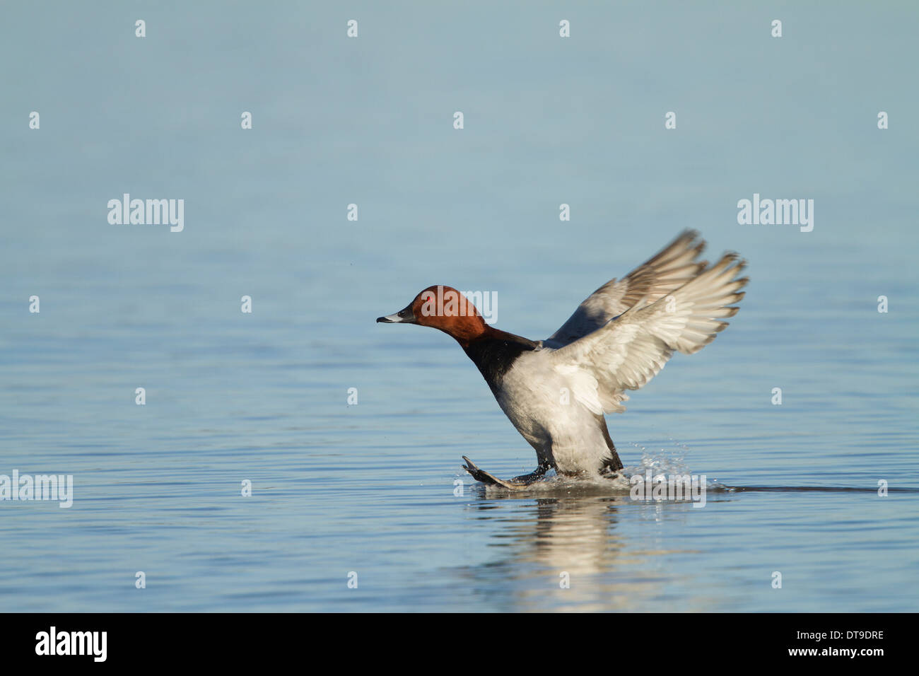 Fuligule Milouin (Aythya ferina), mâle adulte, l'atterrissage sur l'eau, Slimbridge, Gloucestershire, Angleterre, Janvier Banque D'Images