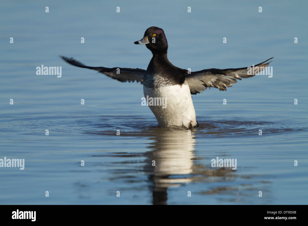 Fuligule morillon (Aythya fuligula), mâle adulte, qui s'étend de l'aile 10 de la séquence 16, Slimbridge, Gloucestershire, Angleterre, Janvier Banque D'Images
